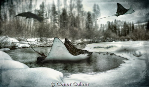 "Eagle Hunt" by Conor Culver 